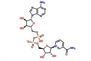 -Nicotinamide Adenine Dinucleotide NAD CAS 53-84-9
